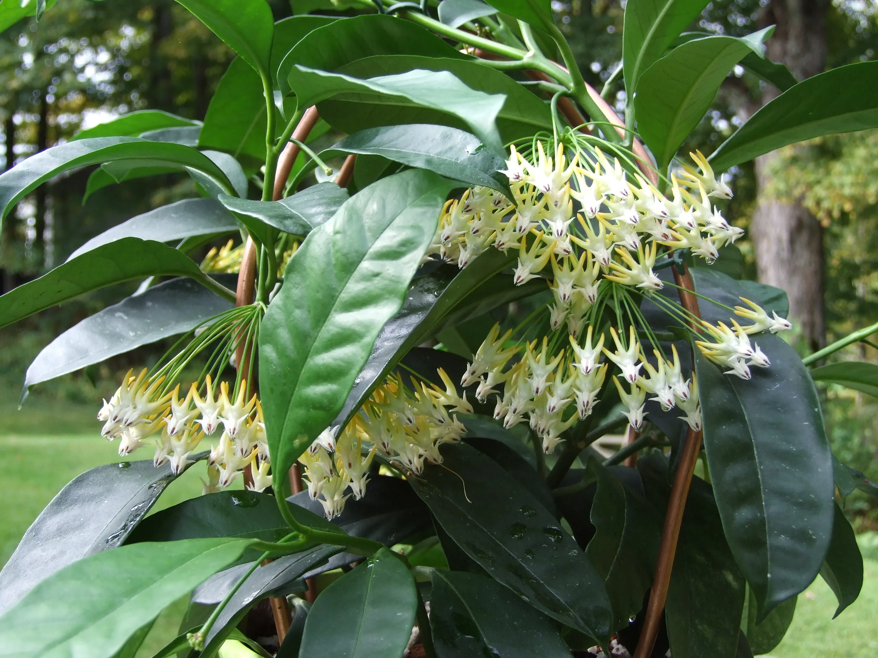 Hoya multiflora